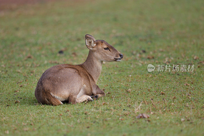 动物:成年雌性棕角鹿，又称坡鹿，或thamin (Rucervus eldii或Panolia eldii)。